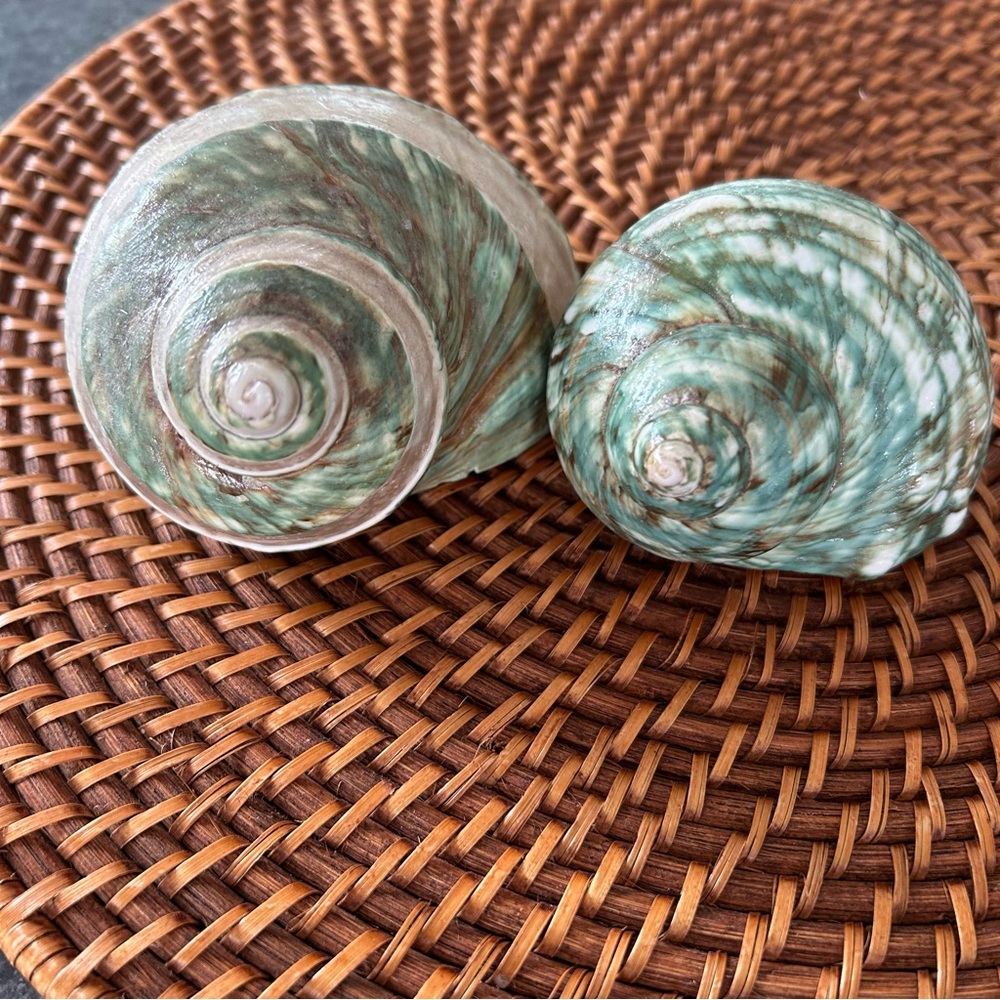 Two Jade Turbo Shells